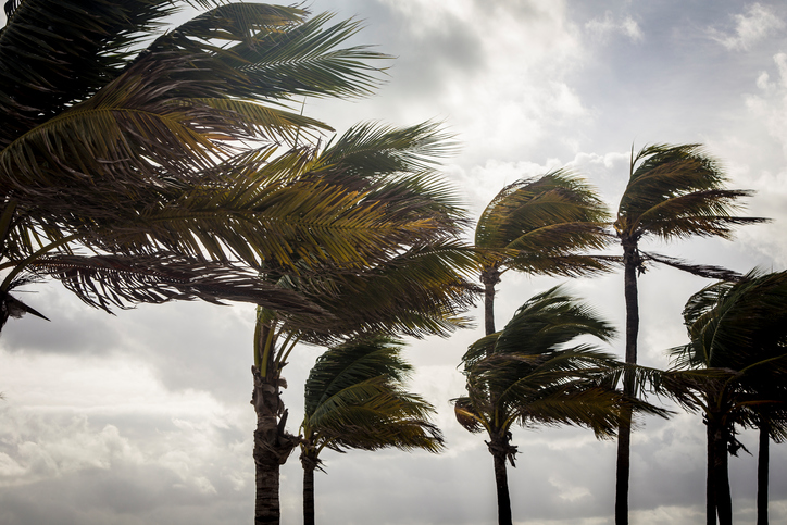Palm Trees Before A Tropical Storm or Hurricane.