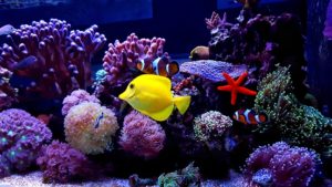 Coral reef aquarium tank scene