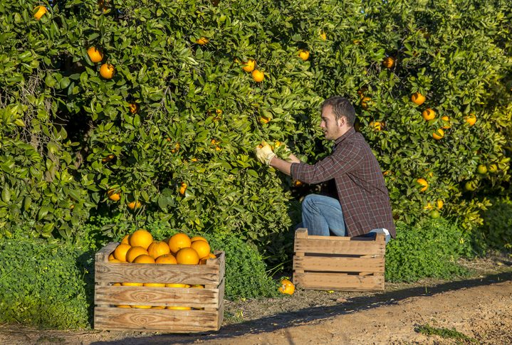 Farmer harvesting oranges at the orchard