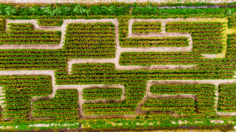 Corn maze in Boynton Beach, Florida. Corn field in November in South Florida. Drone landscape photo