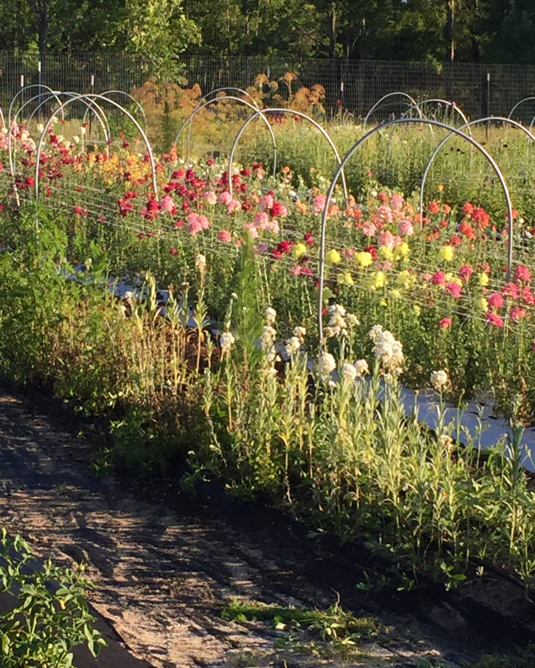 Visit a Local Florida Flower Farm Florida Farm Bureau Insurance