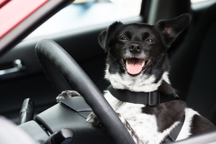Close-up Of A Dog Sitting Inside Car.