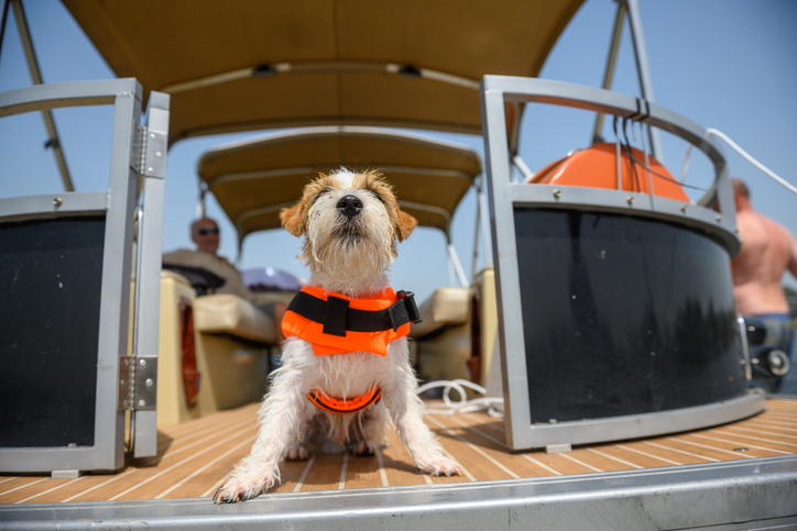 Jack Russel Terrier is sitting on a pontoon boat wearing a life vest